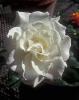 Trandafiri de gradina Paskali, planta formata cu radacina in ghivece de 3.5 litri