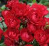 Trandafiri pitici de gradina, fairy red, (rosii) plante in