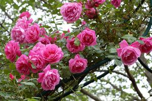 Trandafiri urcatori Parade, trandafir urcator, roz inchis, butas radacina ambalata