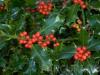 Arbust de gard viu ilex aquifolium `alaska`ghiveci 7 litri, h=30-40cm