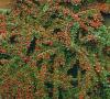 Arbust tarator cotoneaster microphylla la ghiveci de 3 litri , 20-30