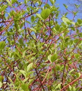 Arbusti de gard viu CORNUS ALBA SIBIRICA la ghiveci 5 litri , h=100-120 cm