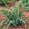 Arbusti rasinosi juniperus squamata meyeri ghiveci 5 litri, 40-60 cm