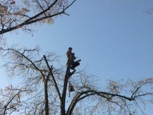 Doborari taieri arbori cu inaltime peste 18 metri. Pomi si copaci uscati inalti cazuti sau periculosi.