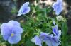 Flori de gradina bienale Viola cornuta mini blue / Panselute miniaturale. Flori la ghivece de 9 cm.