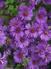 Flori de gradina perene aster purple dome, floare de culoare