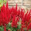 Flori de gradina perene astilbe japonica red sentinel