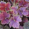 Flori de gradina perene Heuchera hybrid MIRACLE