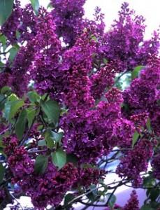 Liliac mov parfumat cu flori simple SYRINGA VULGARIS ghiveci 5-7 litri ,h=80-120cm