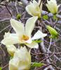 Magnolia elisabeth (magnolia cu flori galbene)