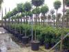 Plantari copaci, arbori si arbusti mari in containere