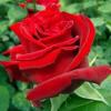 Trandafiri de gradina Dame de Coeur, planta ramificata cu radacina in ghivece de 3.5 litri