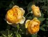 Trandafiri englezesti de gradina cu radacina graham thomas