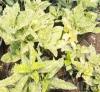 Arbust frunze persistente AUCUBA JAPONICA 'CROTONIFOLIA' ghiveci 5-7 litri, h=40-50