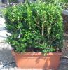 Arbusti forme tunse pentru gard viu  / BUXUS SEMPERVIRENS