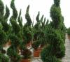 Arbusti forme tunse spirala /cupressocyparis leylandii castlewellan