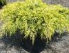 Arbusti rasinosi Juniperus chinensis Armstrong Gold,  ghiveci 5 litri,40-60 cm