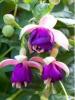 Fuchsia hybrida `pink ballet girls` cercelus curgator la ghiveci de