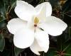 Magnolia parfumata de vara magnolia grandiflora little gem h=40-50cm