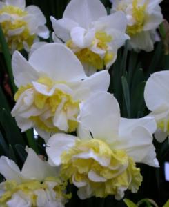 NOU Bulbi de narcise,Wave, 5 buc/punga, floare batuta, petalele din centru galbene de pargine albe