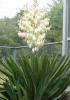 Plante gradina yucca gloriosa