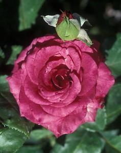 Trandafiri de gradina Passion, planta formata cu radacina  in ghivece de 3.5 litri