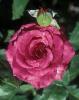 Trandafiri de gradina Passion tufe cu radacina  in ghivece de 3.5 litri