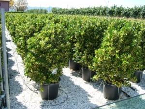 Arbust frunze persistente EUONIMUS JAPONICUS `AUREOPICTUS`ghiveci 30 litri, h=100-125 cm