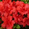 Arbusti cu flori azalea japonica hino-crimson ghiv