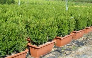 Arbusti forme tunse pentru gard viu  / BUXUS SEMPERVIRENS (2 buc/jardiniera)