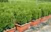Arbusti forme tunse pentru gard viu  / buxus sempervirens (2