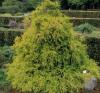 Arbusti rasinosi chamaecyparis pisifera filifera aurea nana ghiveci de