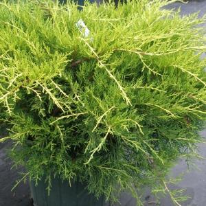 Arbusti rasinosi Juniperus chinensis Armstrong Gold,  ghiveci 3 litri,30-40 cm