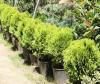 Arbusti rasinosi thuja orientalis `aurea nana`