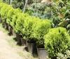 Arbusti rasinosi THUJA ORIENTALIS AUREA NANA ghiveci 12 litri, 30-40cm diam, pt gard viu