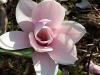 Magnolia grandiflora`heaven scent`ghiveci 18 litri