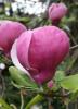 Magnolia soulangiana `lennei` ghiveci 5 litri, h= 80-100 cm