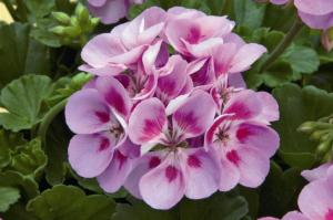 Plante de balcon muscate Pelargonium zonale KATINKA