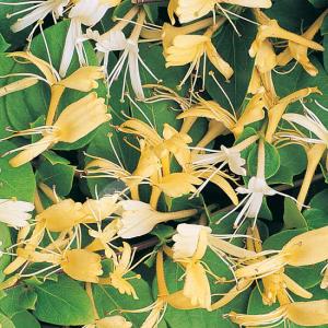 Plante parfumata cataratoare Mana Maicii Domnului (Lonicera japonica) soiuri mix ghiveci 3 litri, h=80-100 cm