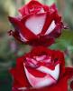 Trandafiri de gradina cu radacina in ghivece Osiria