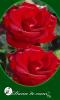 Trandafiri de gradina dame de coeur, planta ramificata cu radacina in