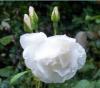 Trandafiri de gradina polyantha  iceberg, planta