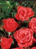 Trandafiri pitici de gradina cu radacina M. Morsdag rosii