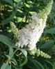 Arbust de gradina Buddleja davidii White Swan/Liliac de vara ghiveci C3 h=40-50 cm