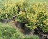 Arbust frunze persistente EUONIMUS JAPONICUS` ELEGANTISSIMUS AUREUS` ghiveci 3-4 litri, h= 20-30cm