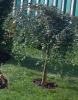 Arbusti cu bobite forma UMBRELA/ COTONEASTER SALICIFOLIUS REPENS 1/2 ghiveci 25 litri, lungime = 80-100cm