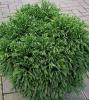 Arbusti rasinosi cryptomeria japonica globosa nana  vlt 12