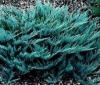 Arbusti rasinosi juniperus horizontalis blue chip ghiveci 3 litri ,