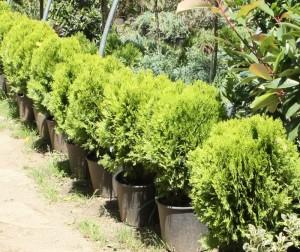 Arbusti rasinosi THUJA ORIENTALIS `AUREA NANA` ghiveci 12 litri, 30-40cm diam, pt gard viu