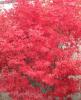 Artar japonez acer palmatum skeeter broomt, ramificat, h=80-100 cm